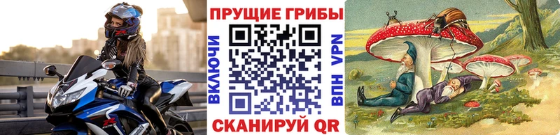 Галлюциногенные грибы Psilocybe  Егорьевск 